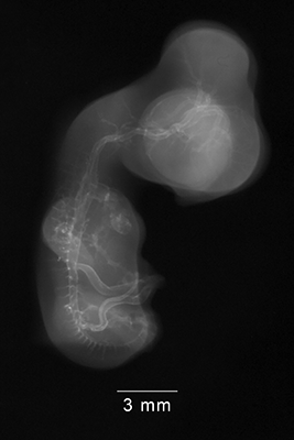 stage 29 chick embryo x-ray